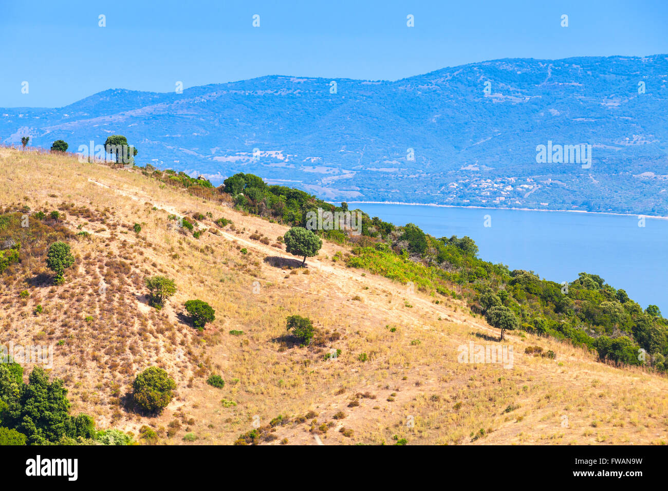 Paysage côtier de l'été du Français île montagneuse de la Corse. Les petits arbres poussent sur l'herbe sèche de la colline côtières. La région de Piana, Fran Banque D'Images