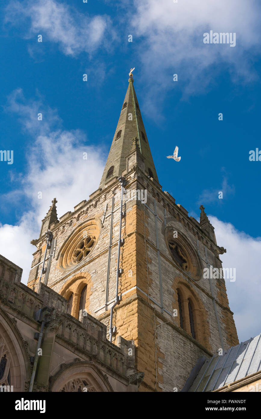 Vol de colombes blanches, vue d'une colombe blanche volante autour de la tour et de la spire de l'église Sainte-Trinité à Stratford Upon Avon, Angleterre, Royaume-Uni Banque D'Images
