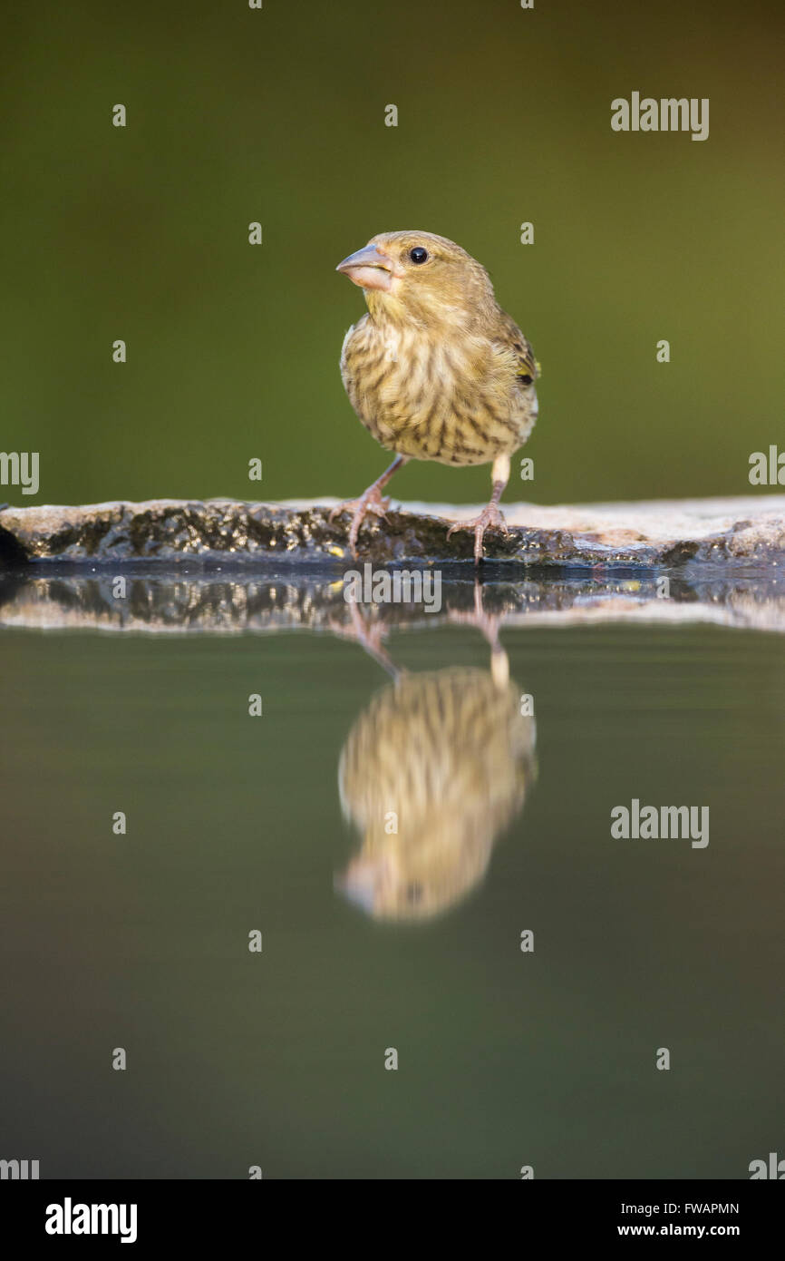 Chloris Chloris greenfinch européen, mâle adulte, perché à piscine bois, Tiszaalpár, Hongrie, en juin. Banque D'Images