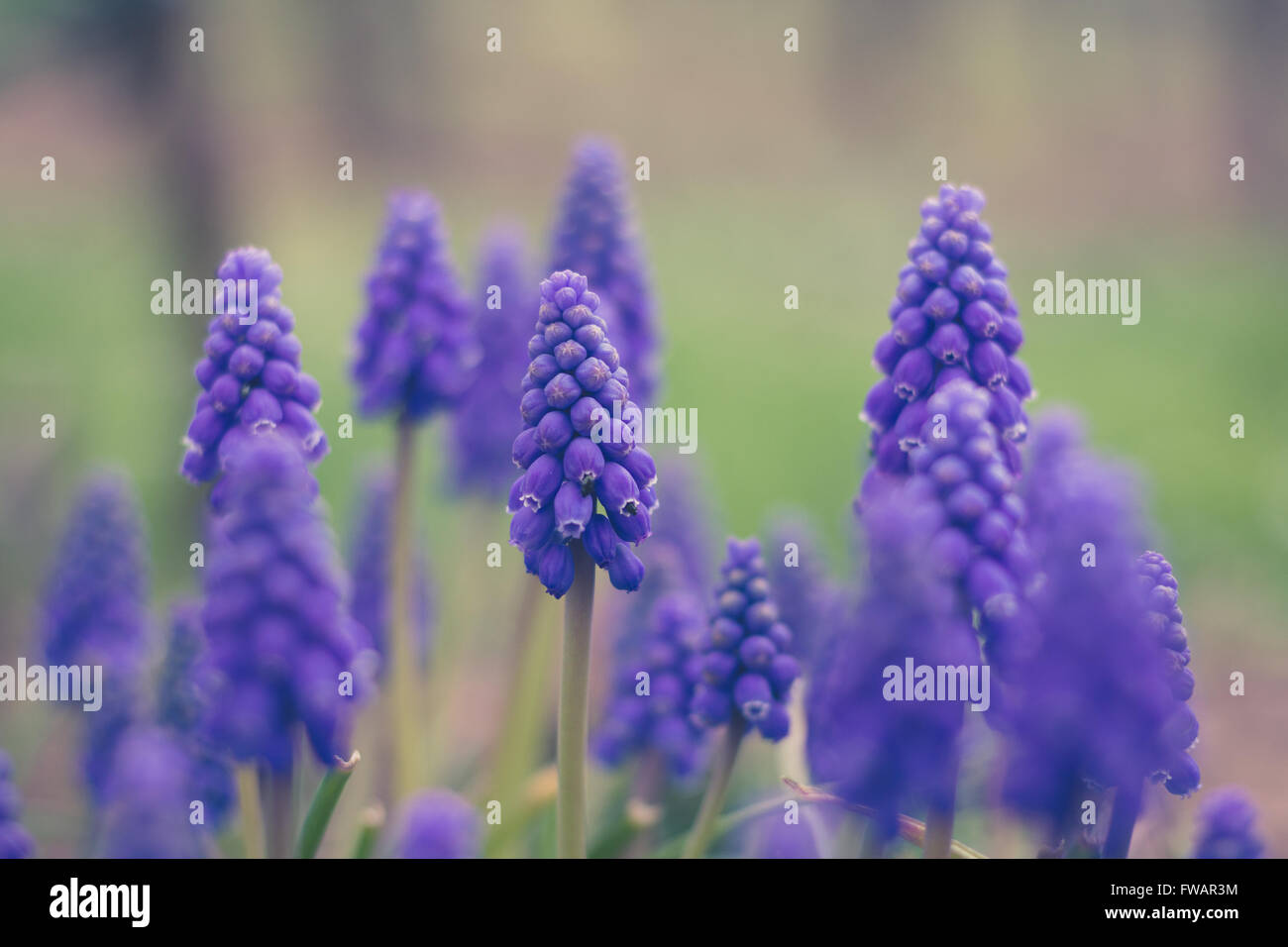 Macro fleur bleu Muscari , spring flower meadow Banque D'Images