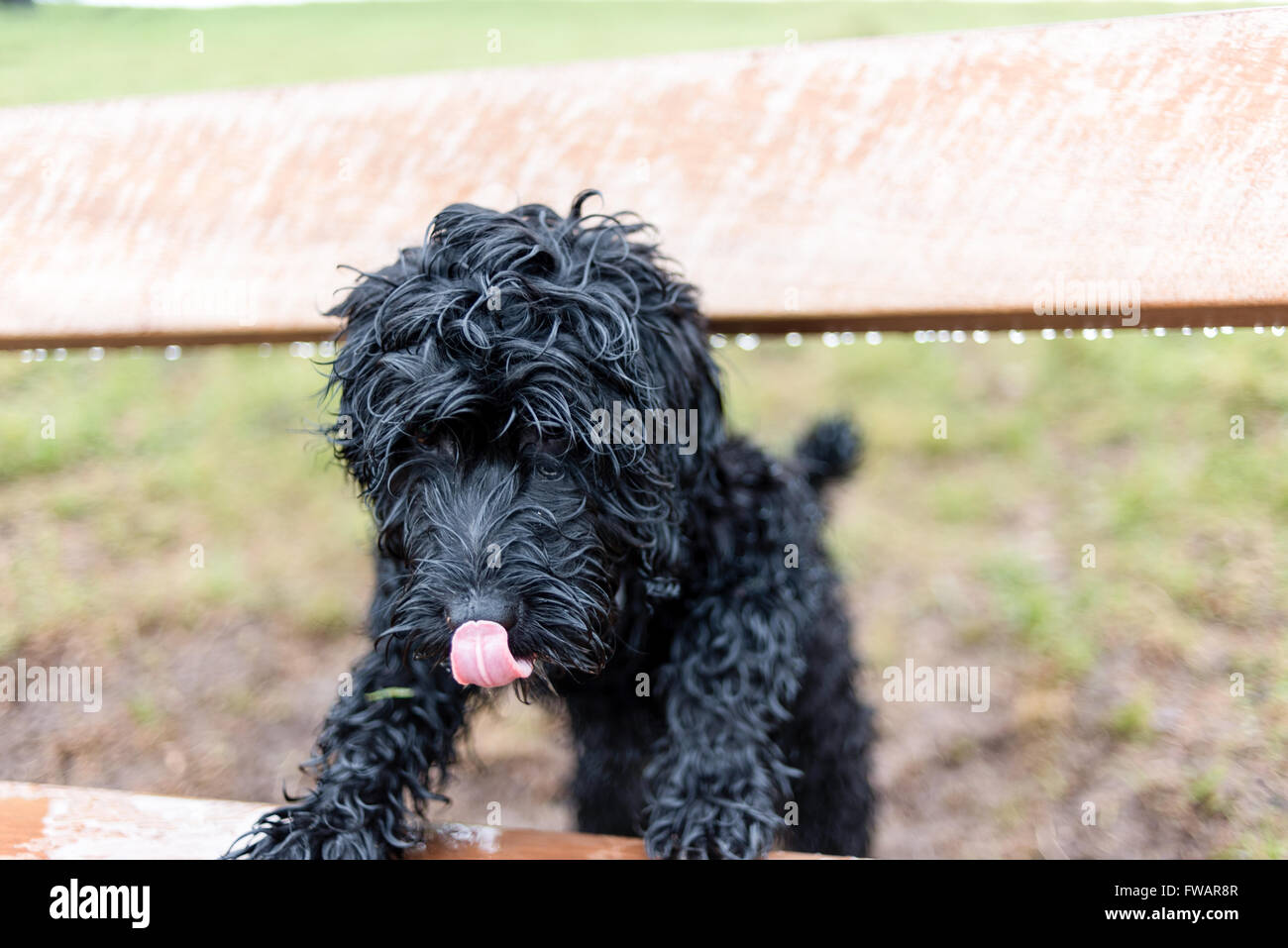 Oxton, Dorset, UK. 2 avril, 2016. Un linge humide pour la journée ,dit-on, plus tard de compensation . Frankie le cockapoo chiot bénéficie d'une marche dans les averses d'avril. Crédit : Ian Francis/Alamy Live News Banque D'Images