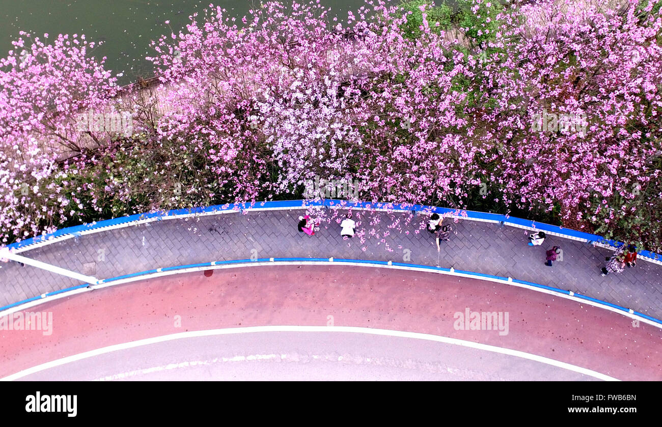 Liuzhou, Chine, région autonome Zhuang du Guangxi. 3ème apr 2016. Les gens se promener sous les fleurs bauhinia à Liuzhou, Chine du Sud, région autonome Zhuang du Guangxi, le 3 avril 2016. © Li Hanchi/Xinhua/Alamy Live News Banque D'Images