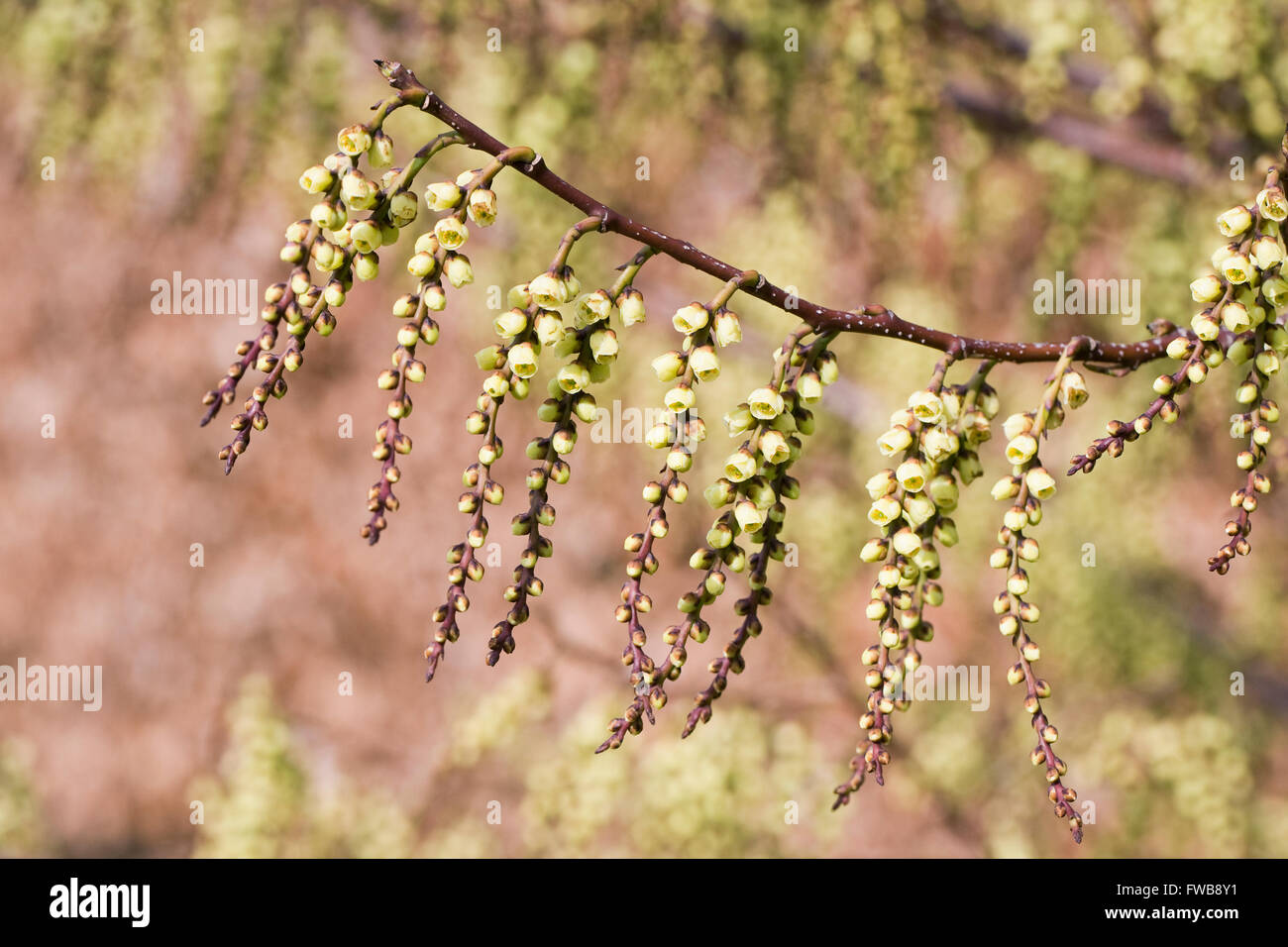 Stachyurus praecox fleurit au début du printemps. Banque D'Images