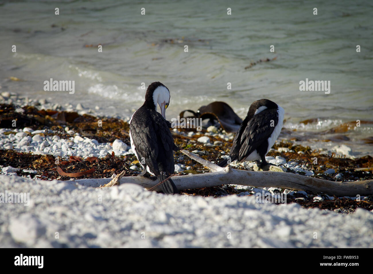 Paire de pied baise repéré sur la péninsule de Kaikoura - Île du Sud, Nouvelle-Zélande Banque D'Images