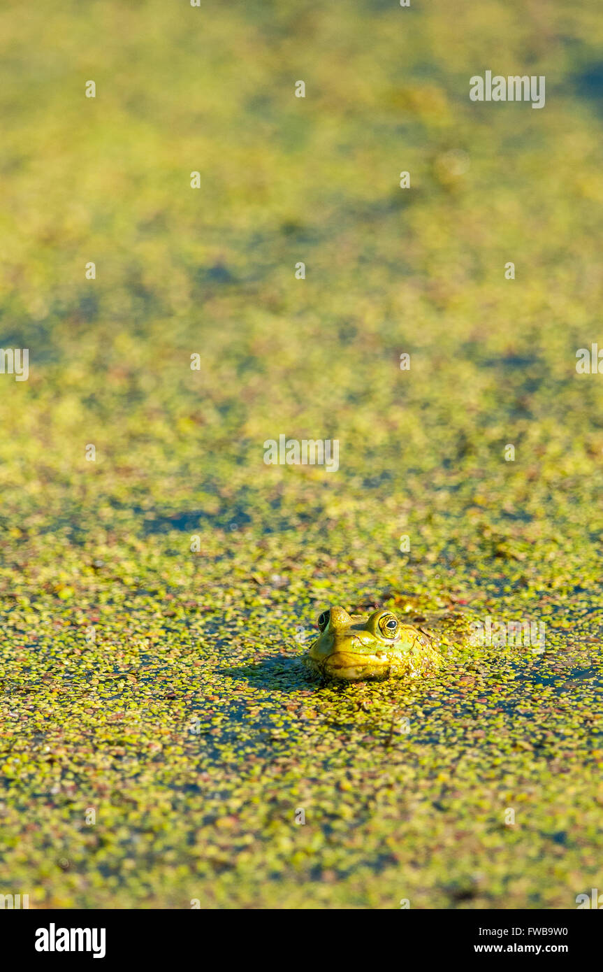 Une Grenouille verte (Lithobates clamitans anciennement Rana clamitans) flotte à la surface d'un étang couvert de lentilles d'eau (Lemnoideae sp.) Banque D'Images