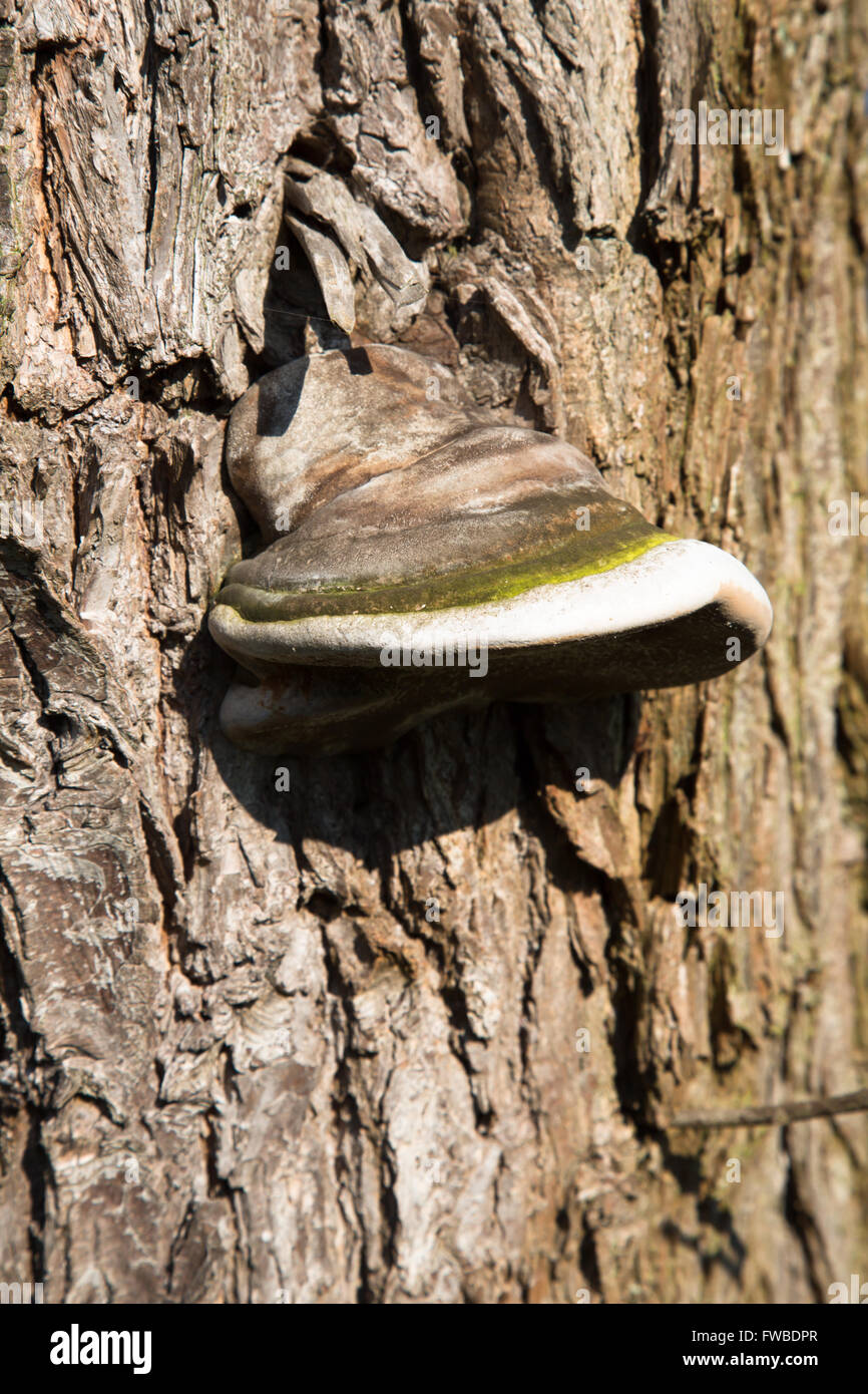 Une image de champignons poussant sur l'écorce d'un arbre dans les bois autour de Durham, Angleterre. À savoir Champignon Sabot (Fomes fomentarius)  Banque D'Images