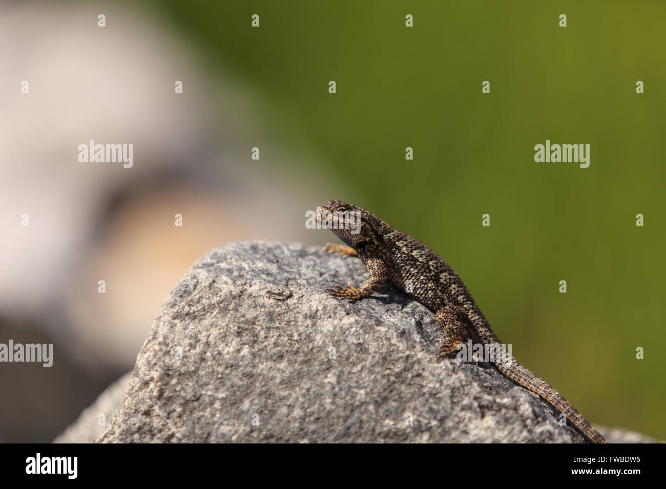 Brown clôture commune, lézards Sceloporus occidentalis, est perché sur un rocher avec un fond vert dans le sud de la Californie. Banque D'Images