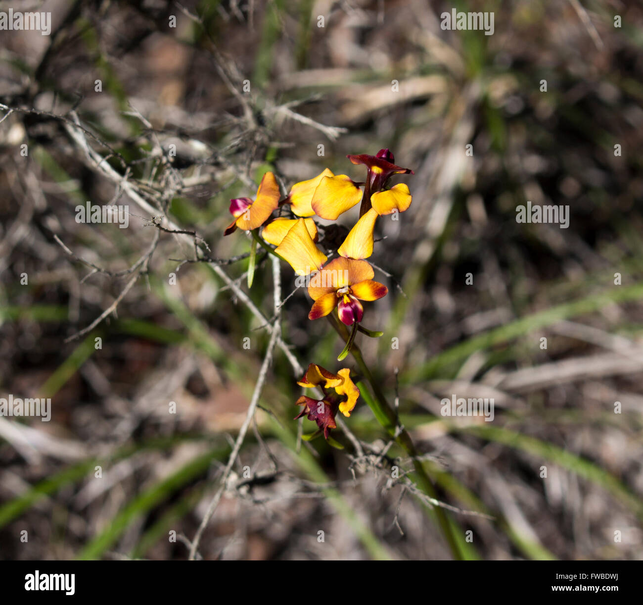Belle fleur sauvage de l'Australie de l'Ouest rares orchidées orchidaceae diuris âne au printemps en fleurs avec des pétales jaune et marron. Banque D'Images
