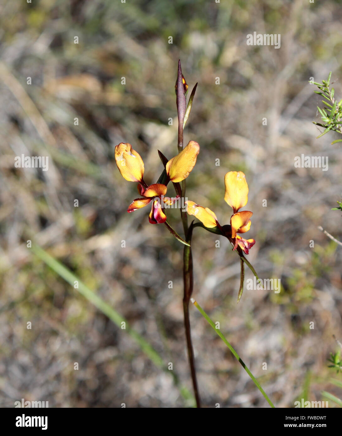 Belle fleur sauvage de l'Australie de l'Ouest rares orchidées orchidaceae diuris âne au printemps en fleurs avec des pétales jaune et marron. Banque D'Images
