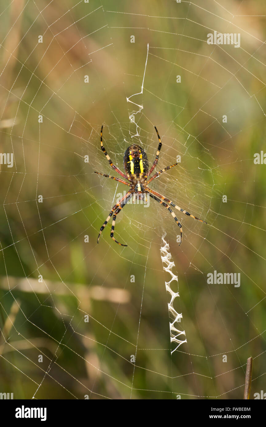 Une araignée Argiope bruennichi (WASP) assis dans son site web. B-3461 High Woods, East Sussex, UK Banque D'Images