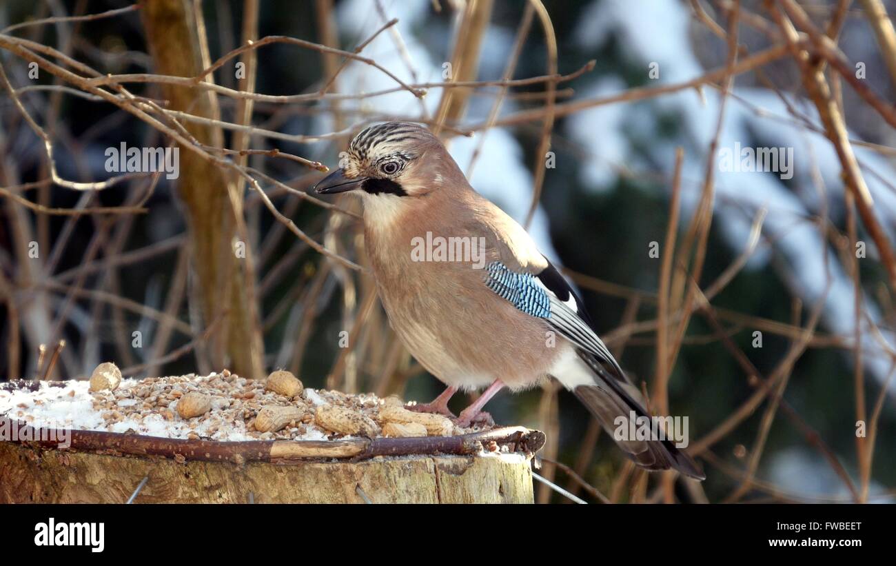 Jay oiseaux (Garrulus glandarius) sur fond de forêt Banque D'Images