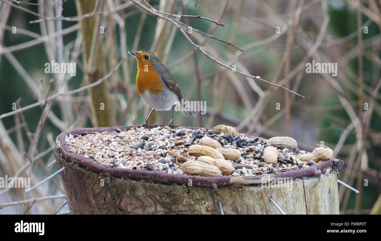 Robin oiseau sur fond de forêt Banque D'Images