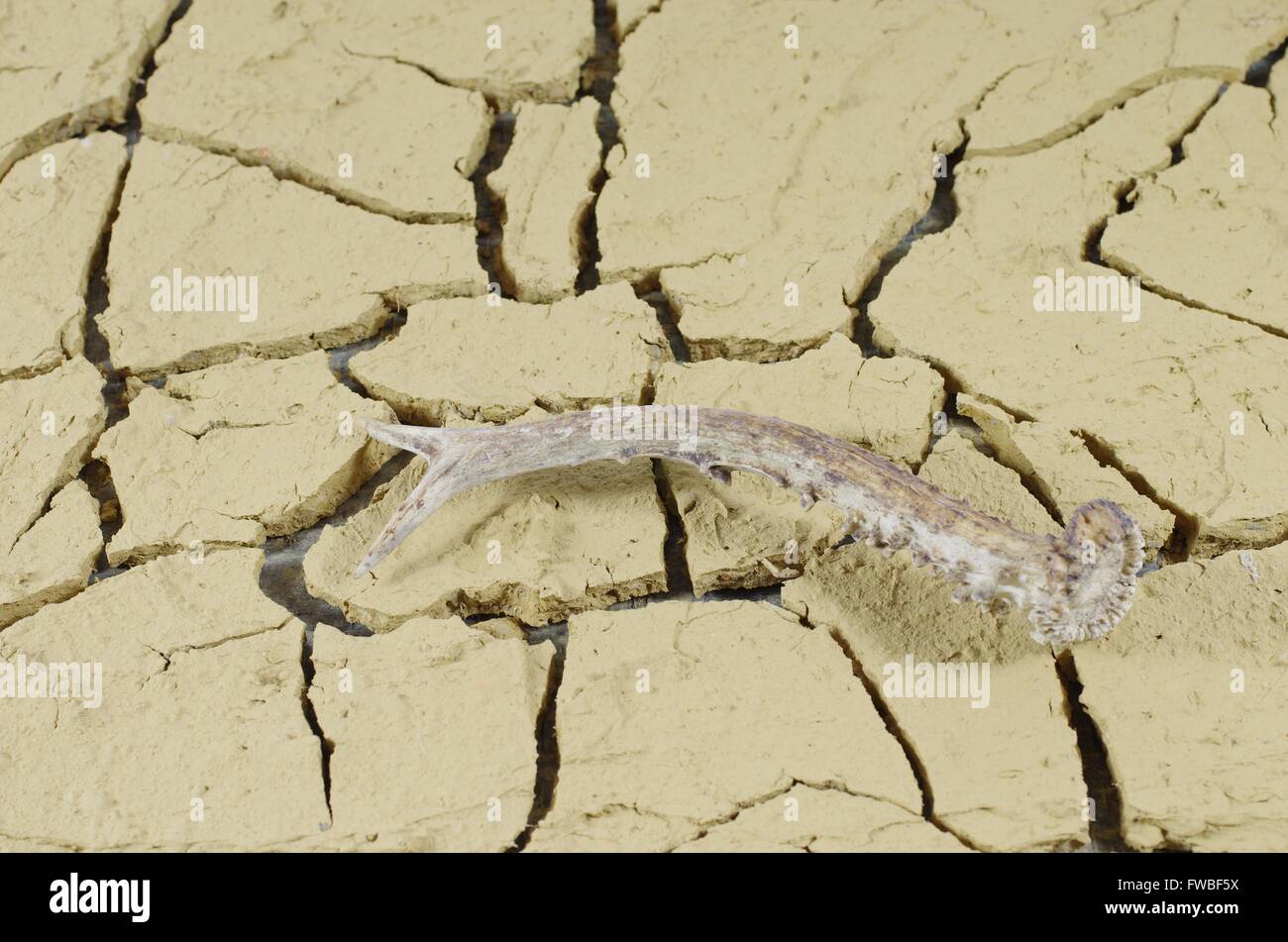 Cornes de chevreuil sur fond de désert Banque D'Images