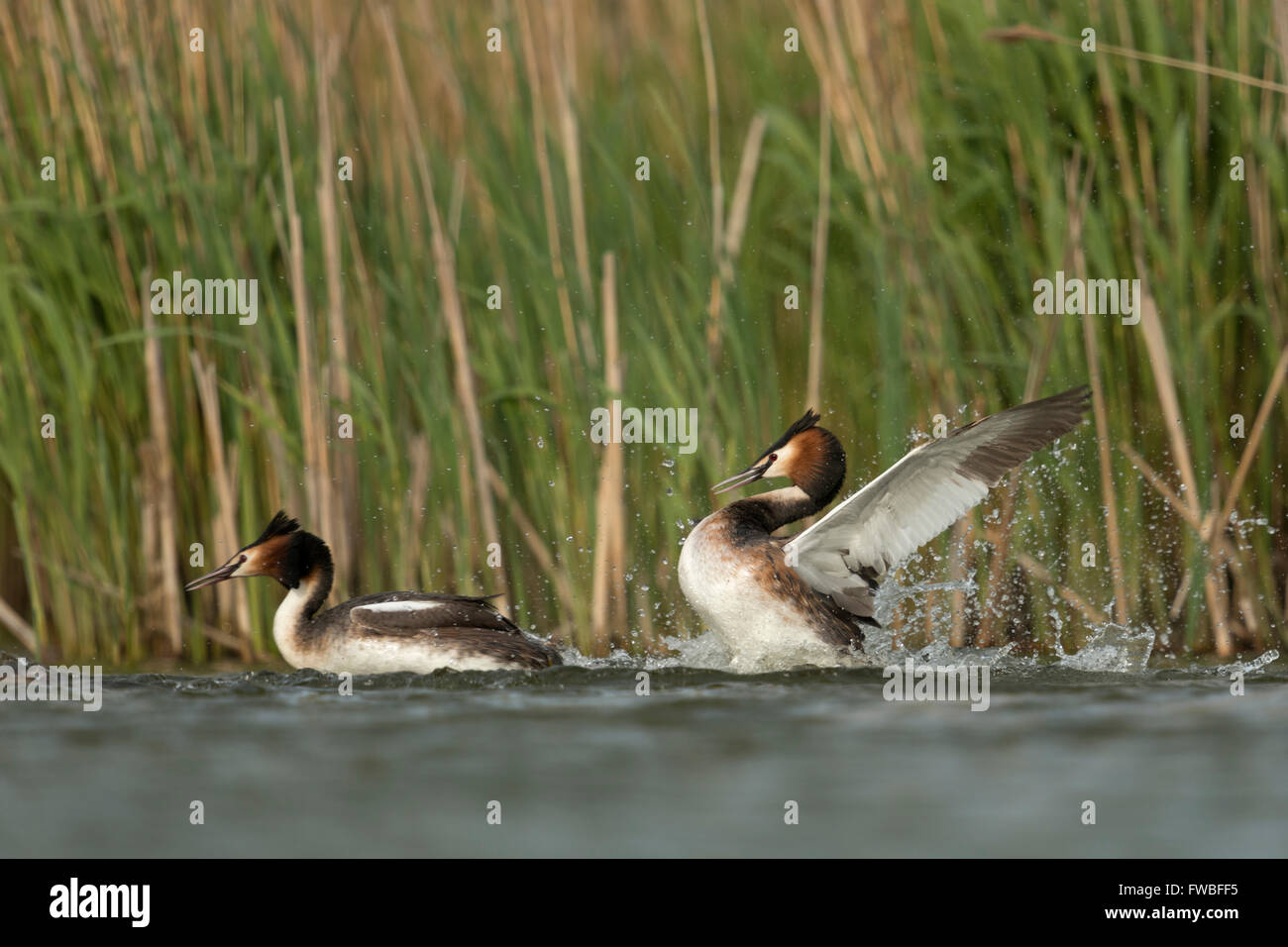 Beaucoup de grèbes huppés / Haubentaucher ( Podiceps cristatus ) montrant le comportement territorial, à la poursuite d'un rival tout en période de reproduction Banque D'Images