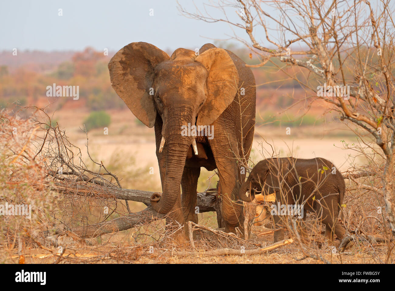 La vache de l'eléphant d'Afrique (Loxodonta africana) avec petit veau, Kruger National Park, Afrique du Sud Banque D'Images