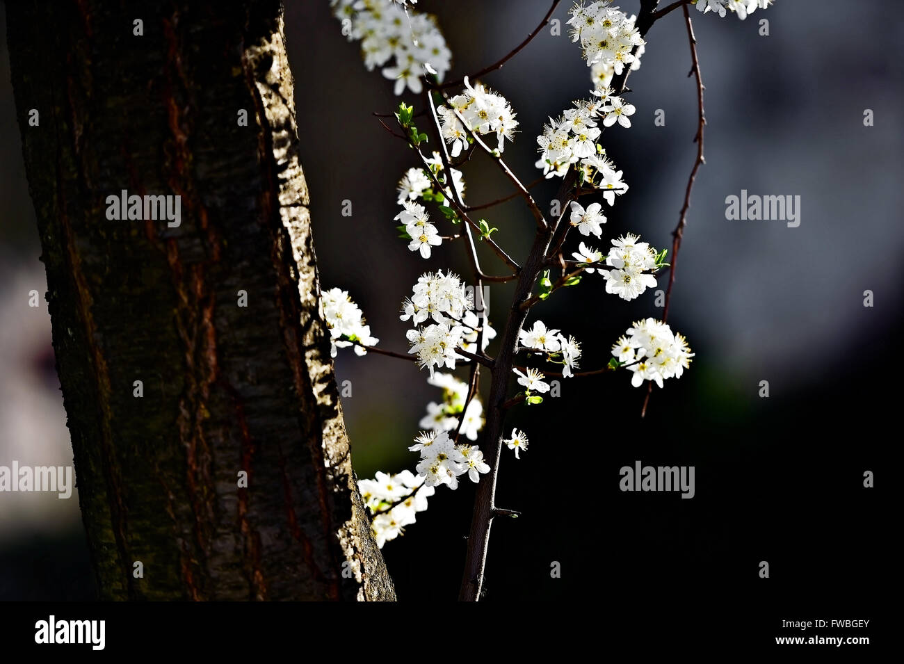 La floraison des fleurs de cerisier blanc sur un arbre abattu contre beau coucher de la lumière Banque D'Images