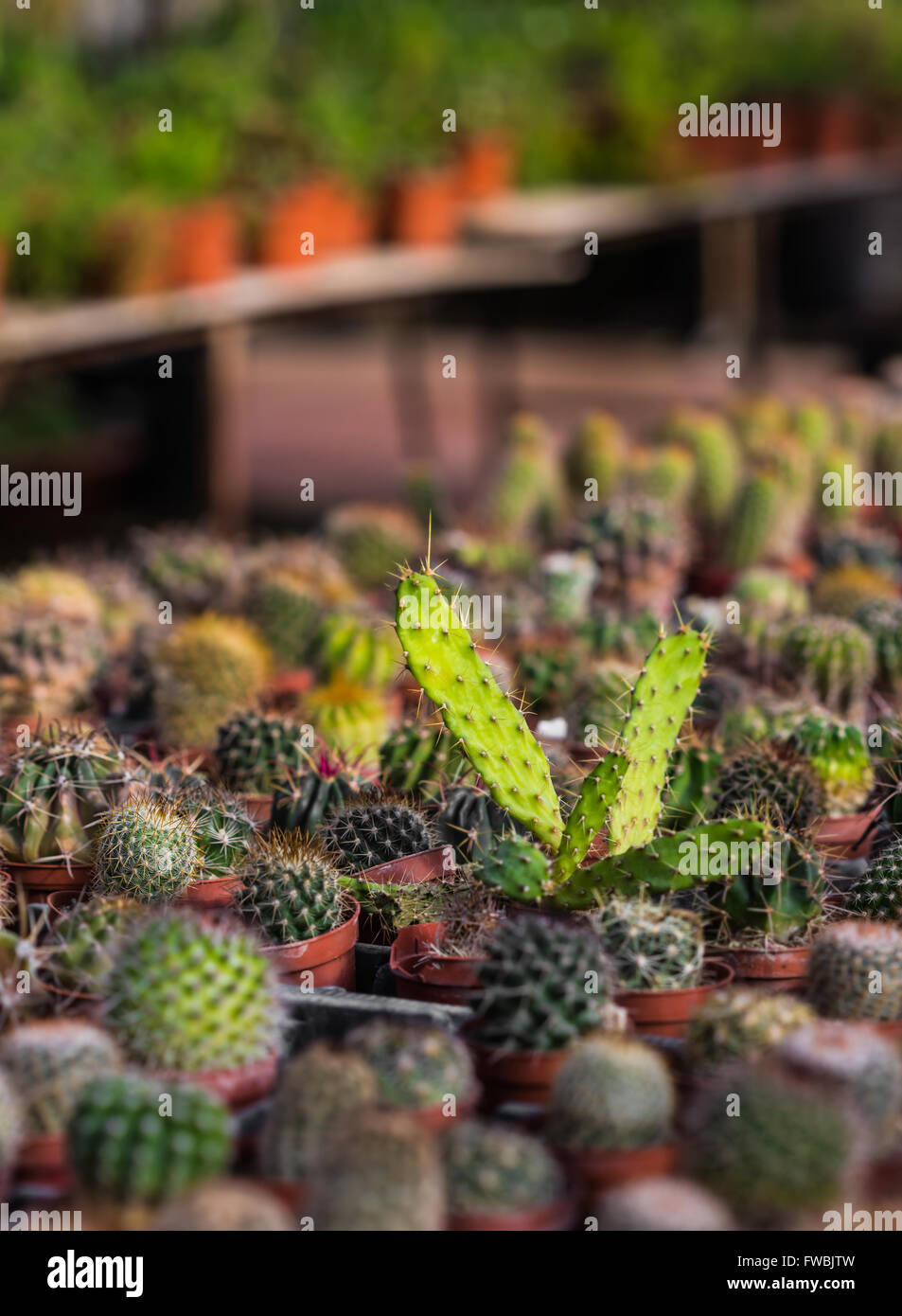 Épines sèches cactus poussant dans un pot libre Banque D'Images