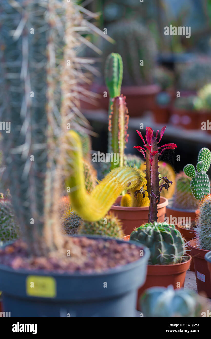 Épines sèches cactus poussant dans un pot libre Banque D'Images