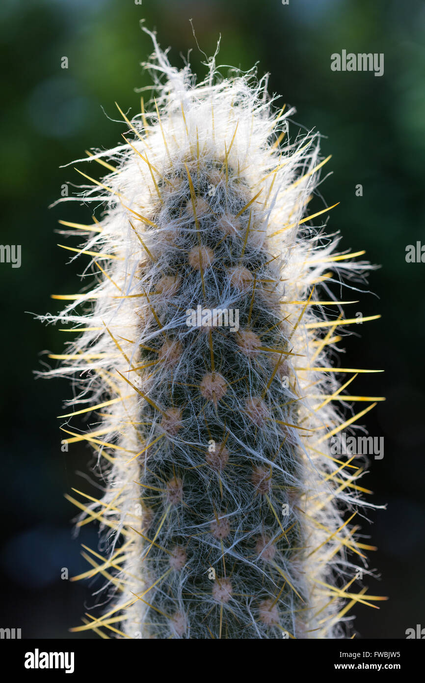 Épines sèches cactus poussant dans un pot libre Banque D'Images