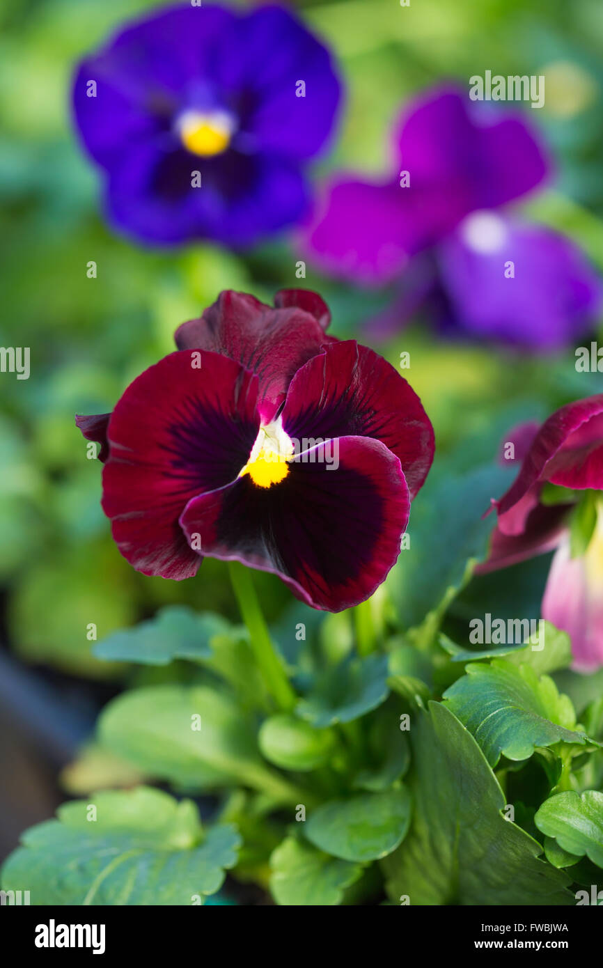 Jardin des plantes de plus en plus pensées dans un pot Banque D'Images