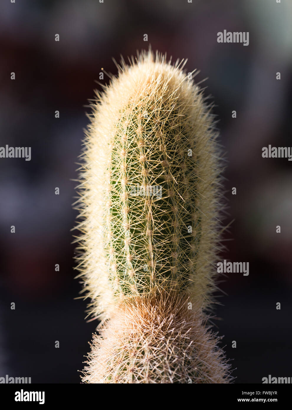 Épines sèches cactus poussant dans un pot libre Banque D'Images