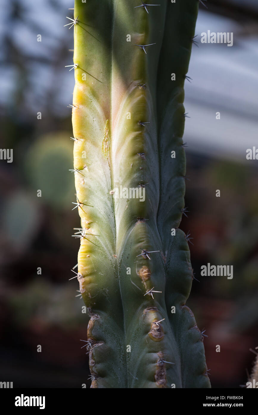 Épines sèches cactus poussant dans un pot libre Banque D'Images
