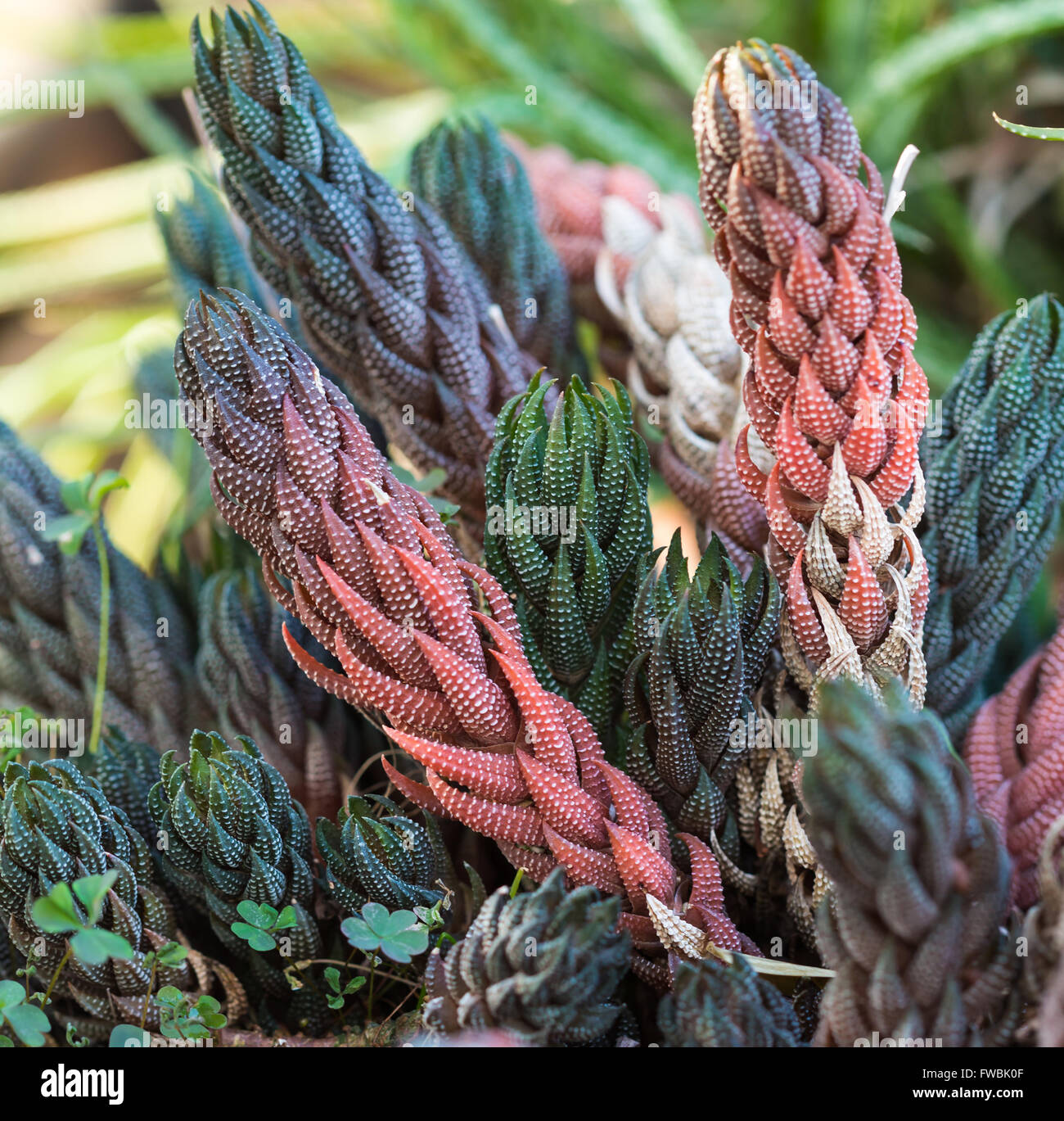 De plus en plus exotique fleur de cactus dans un pot libre Banque D'Images