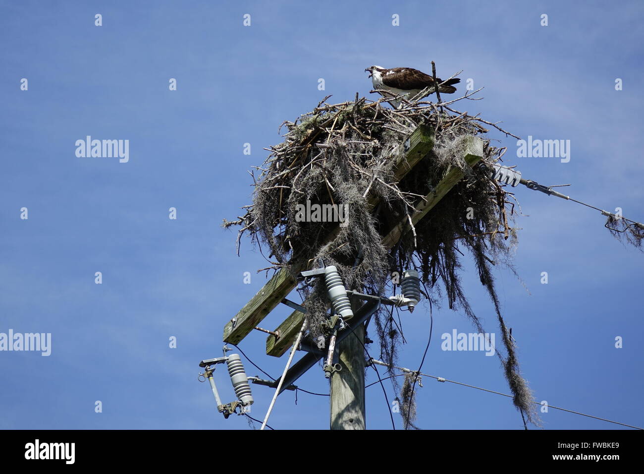 Osprey, la bouche ouverte sur son nid construit sur un poteau Banque D'Images