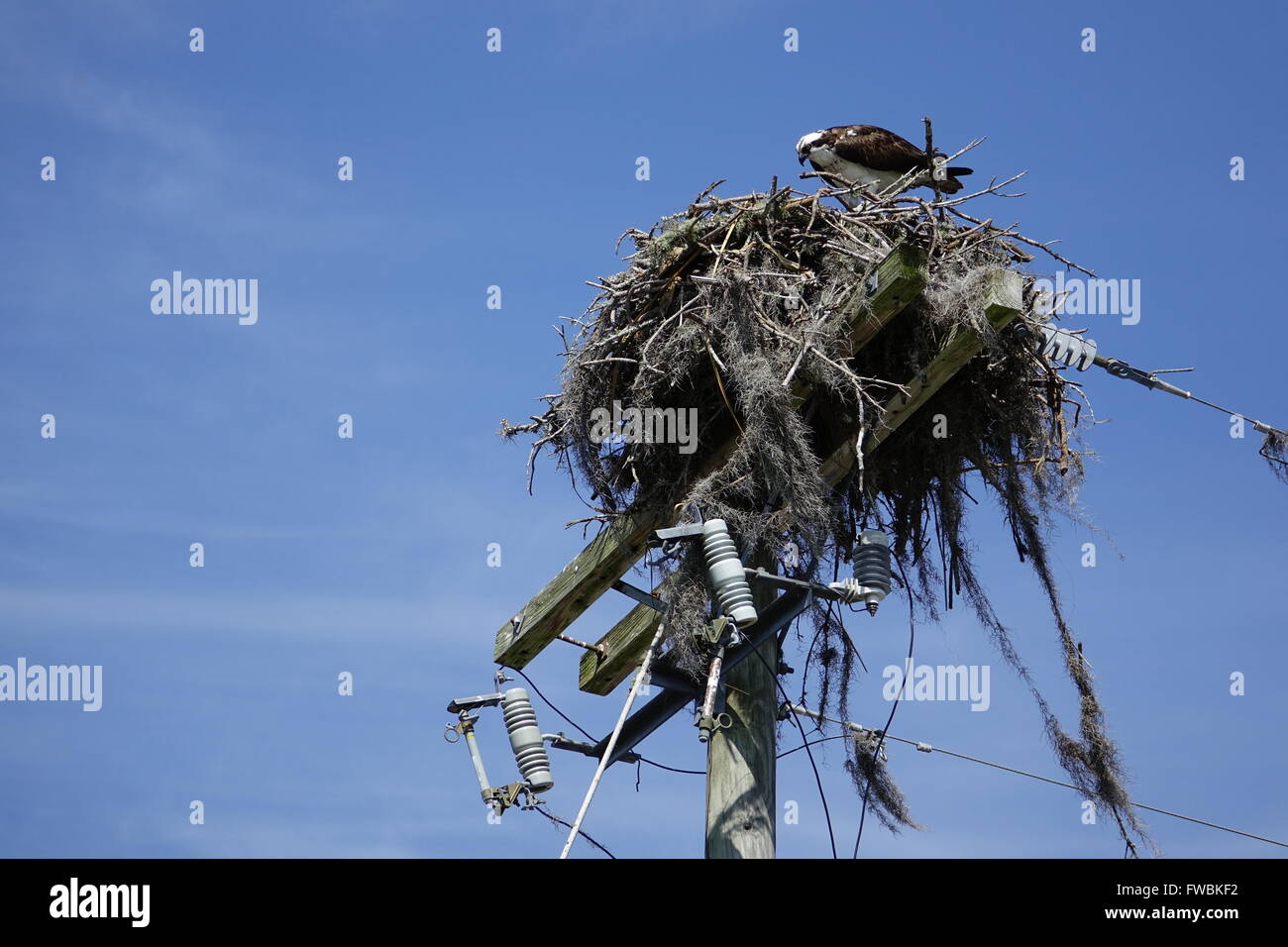 Osprey nettoyage nid construit sur un poteau Banque D'Images