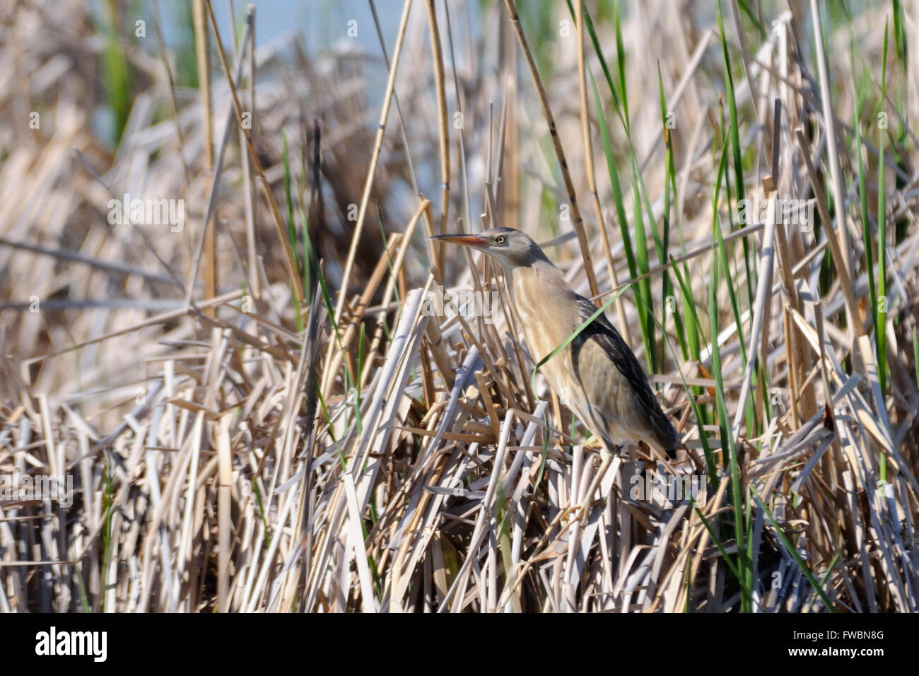 Perching Blongios nain caché entre les roseaux au printemps Banque D'Images