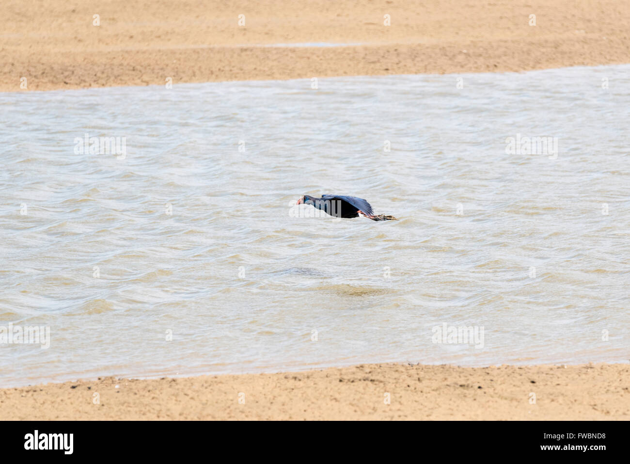 Une Gallinule talève sultane Purple disgracieux/ volant au-dessus de l'eau par la côte Banque D'Images