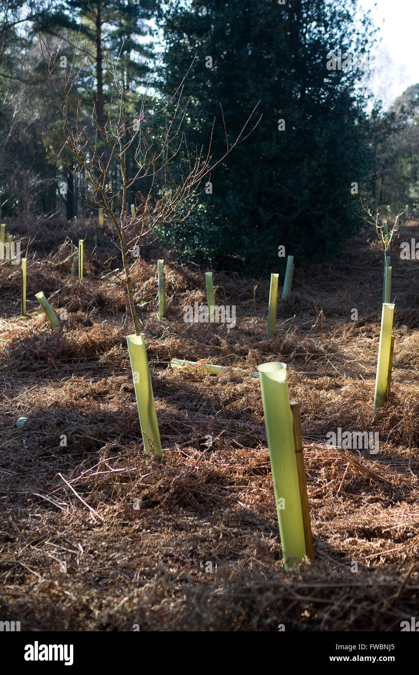 Une clairière montrant les zones où de nouveaux arbres ont été plantés et sont protégés par des gaines en plastique autour des troncs d'arbres dans une zone d'être replantées dans le sud du Royaume-Uni. Banque D'Images