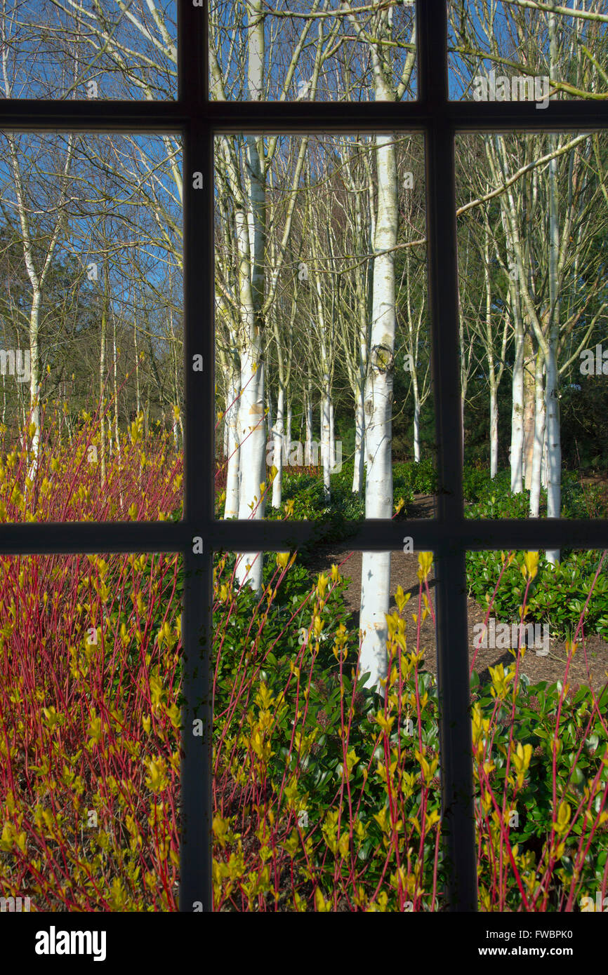 Biches himalayenne Betula utilis var jacquemontii et Red twang Dogwood Cardinal Cornus sericea Banque D'Images