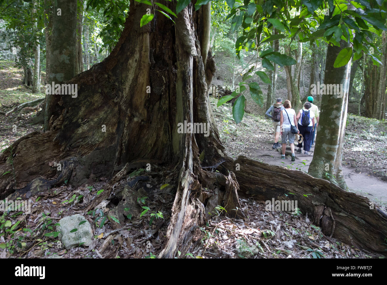 Les touristes visitent l'Île Topoxte, cité maya près de Yaxha, Guatemala Banque D'Images