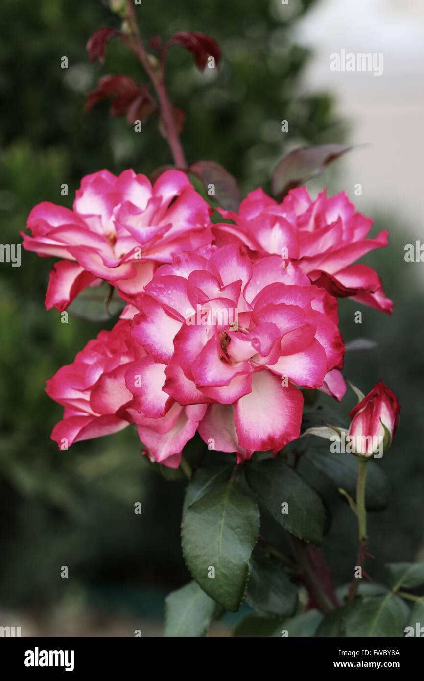 Double Delight roses en pleine floraison Banque D'Images