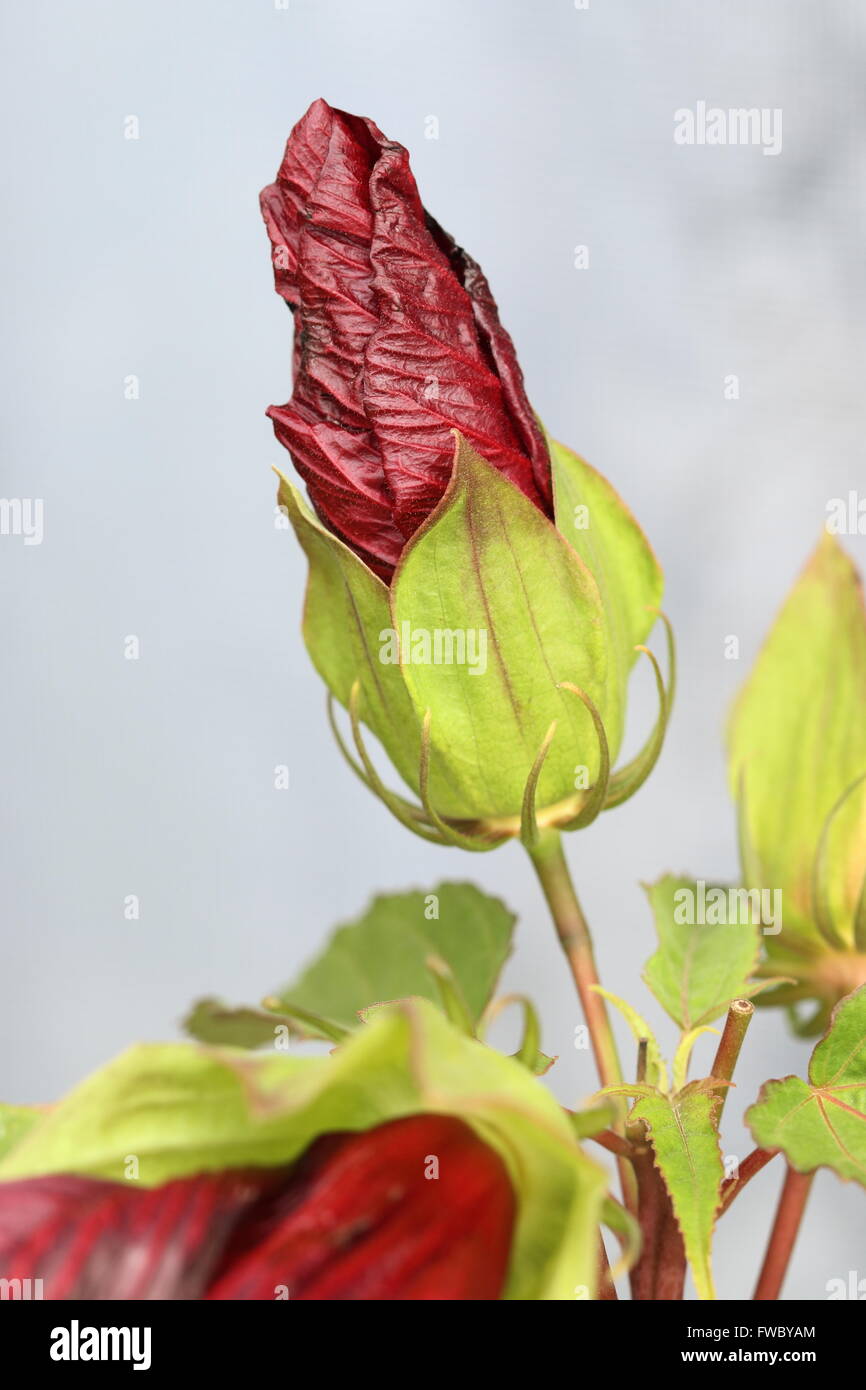 Hibiscus moscheutos ou connu comme minuit Marvel hibiscus flower bud Banque D'Images Hibiscus moscheutos ou connu comme minuit Marvel hibiscus flower bud Banque D'Images