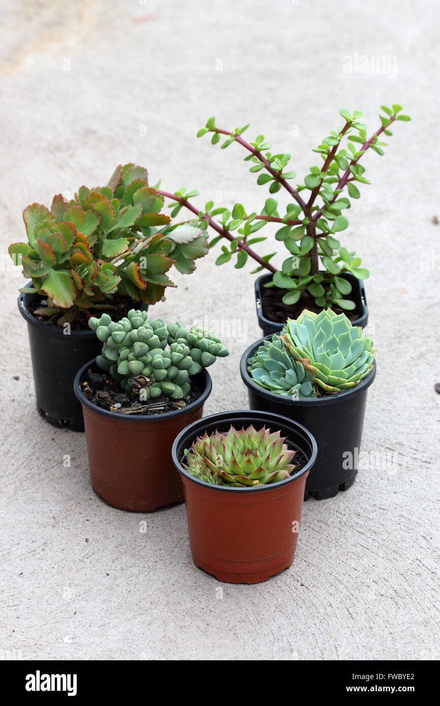 Variété de plantes succulentes dans un pot Banque D'Images