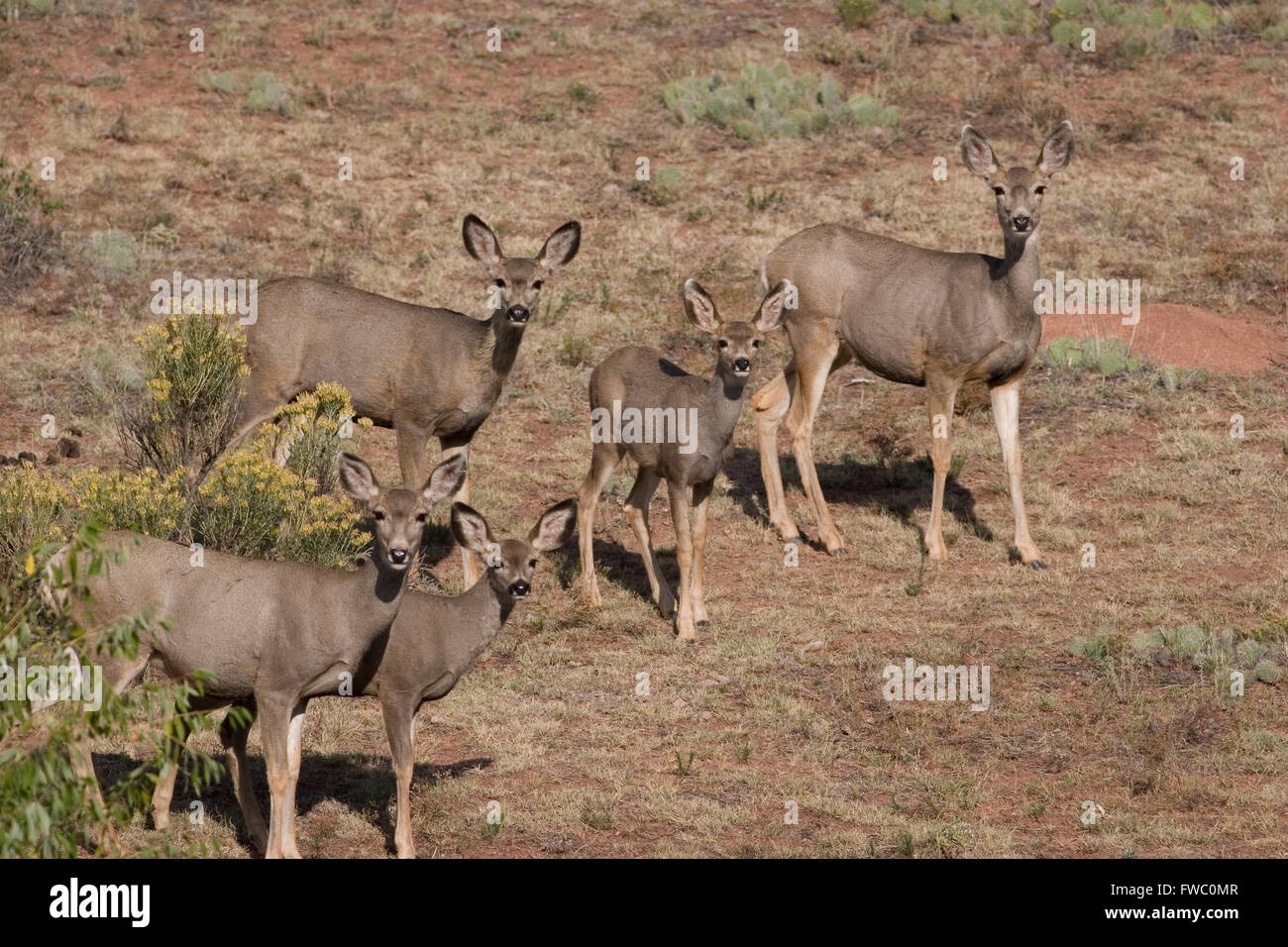 Le Cerf mulet, Odocoileus hemionus, Colorado Banque D'Images