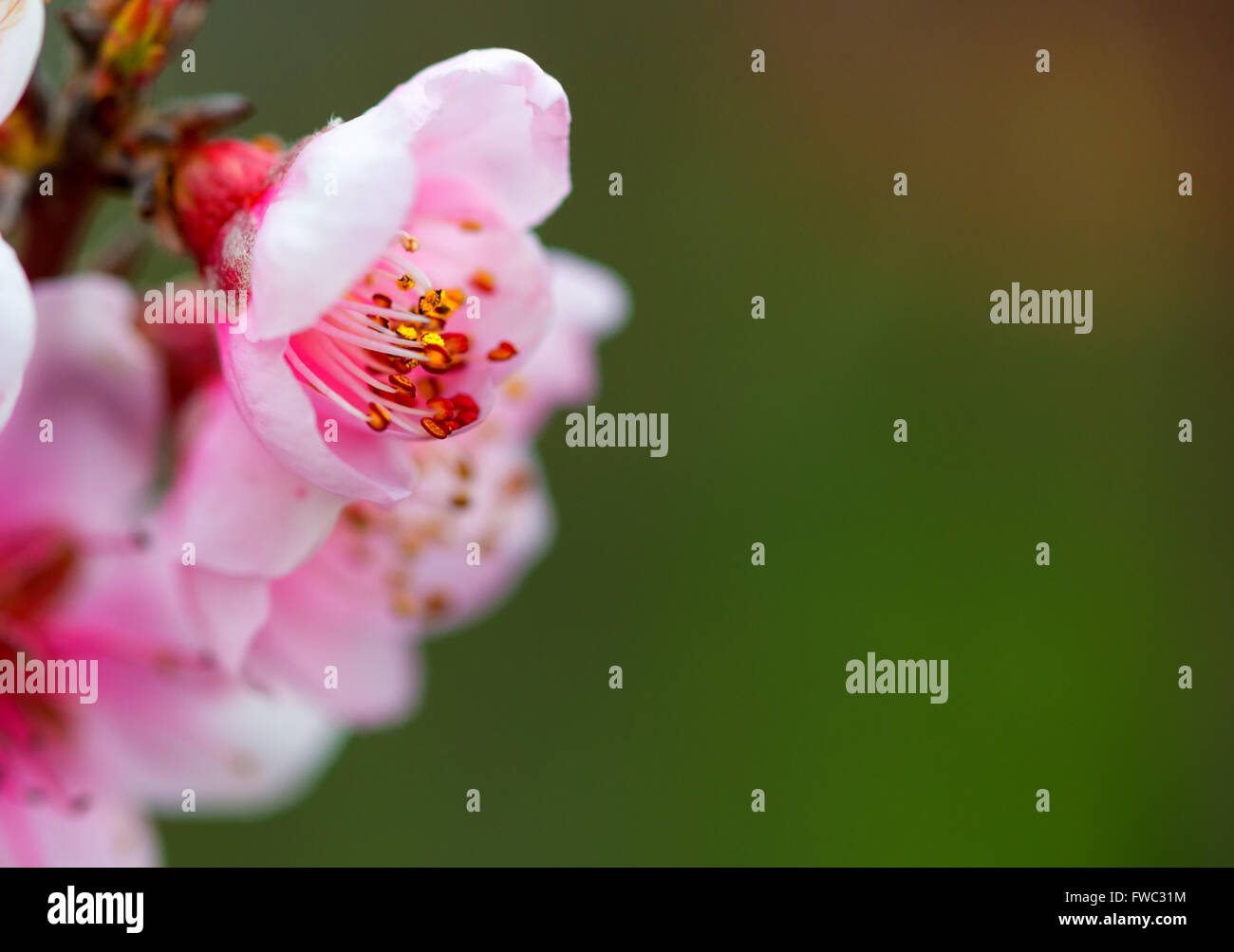 Arrière-plan flou. Branches avec de belles fleurs roses (Pêche) contre le ciel bleu. Focus sélectif. Fleur de la pêche dans le soleil Banque D'Images