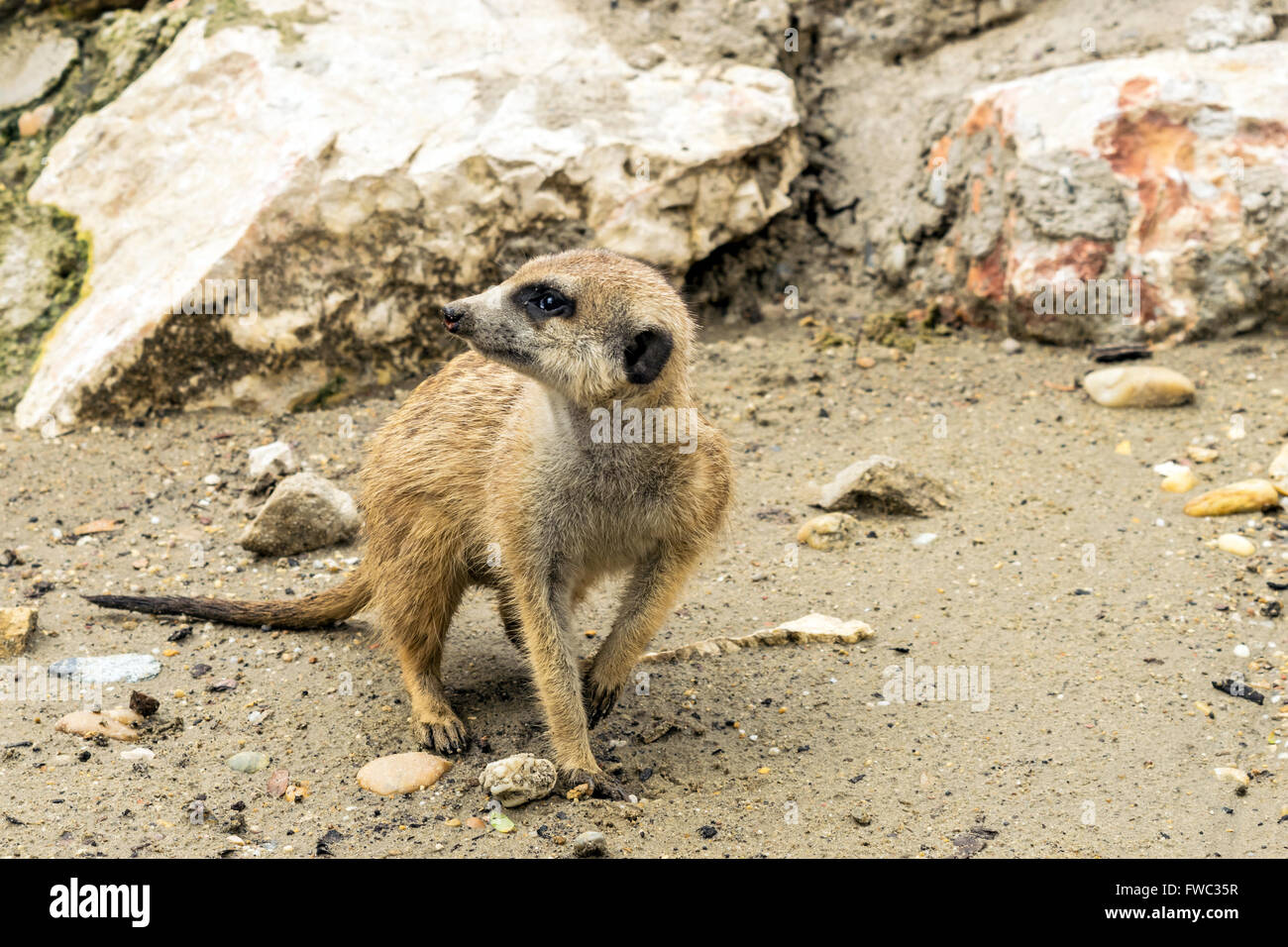 Meerkat, portrait Banque D'Images