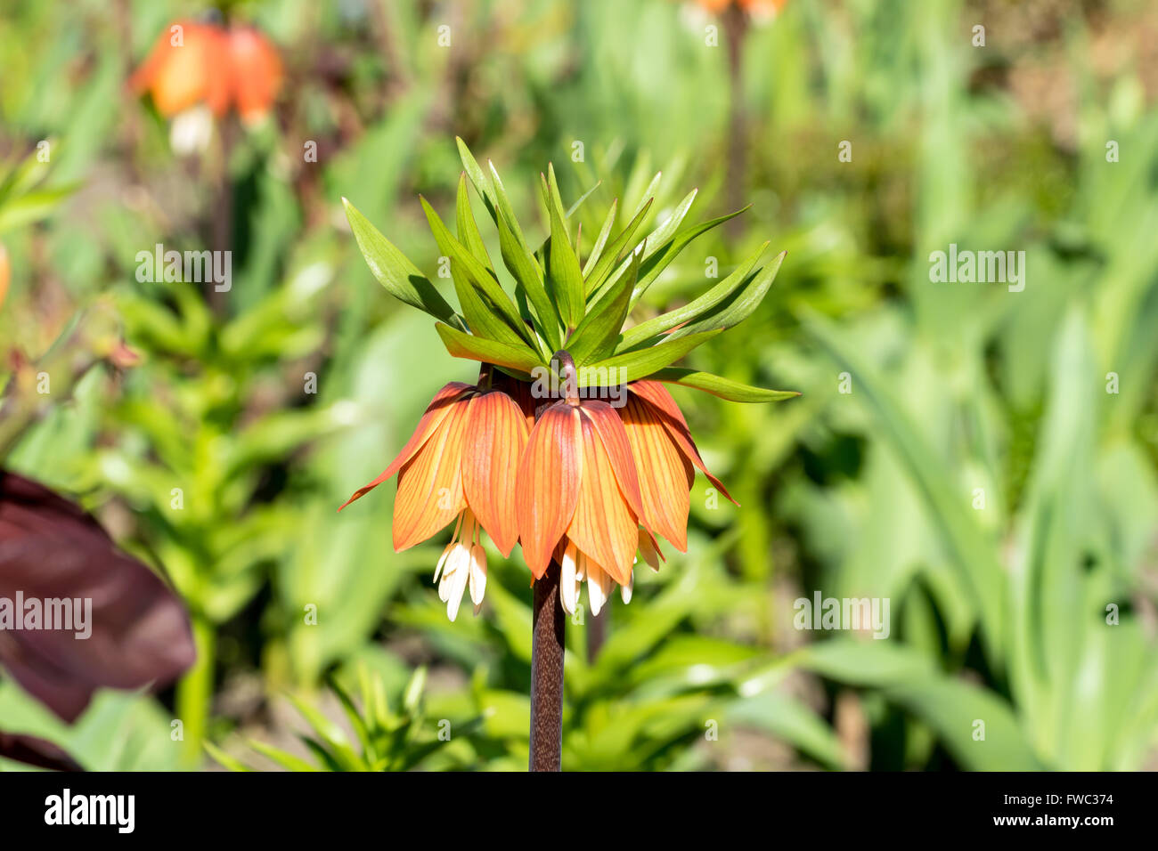 Fritillaria imperialis (Crown Imperial, Imperial fritillary ou Kaiser's crown) Banque D'Images