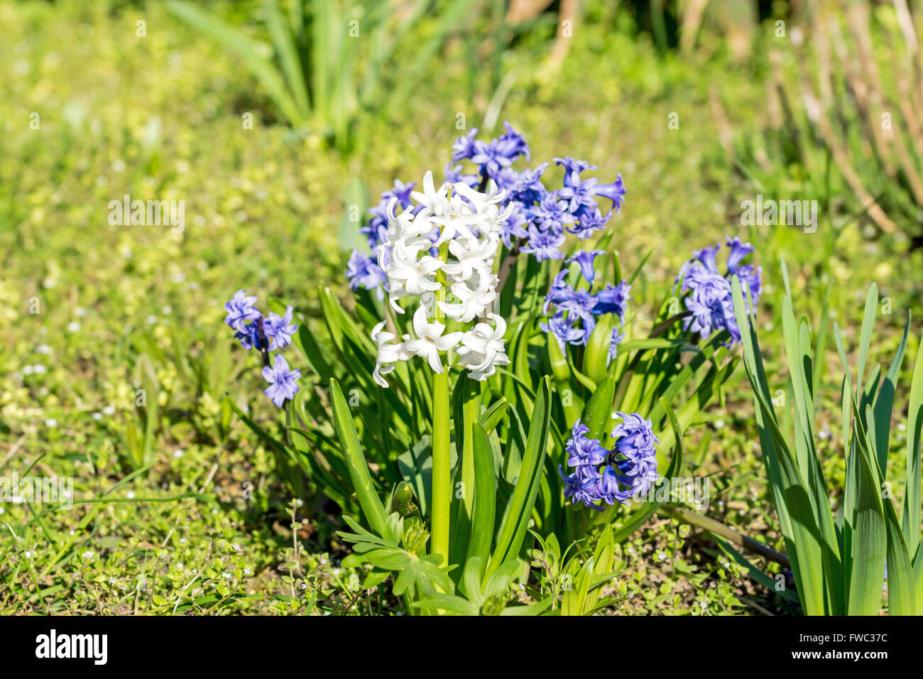 Jacinthe blanche avec une jacinthe bleue en arrière-plan Banque D'Images