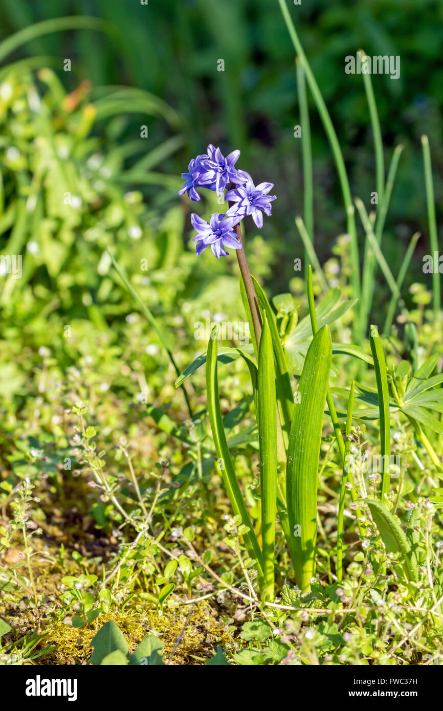 Jacinthe bleue Banque D'Images
