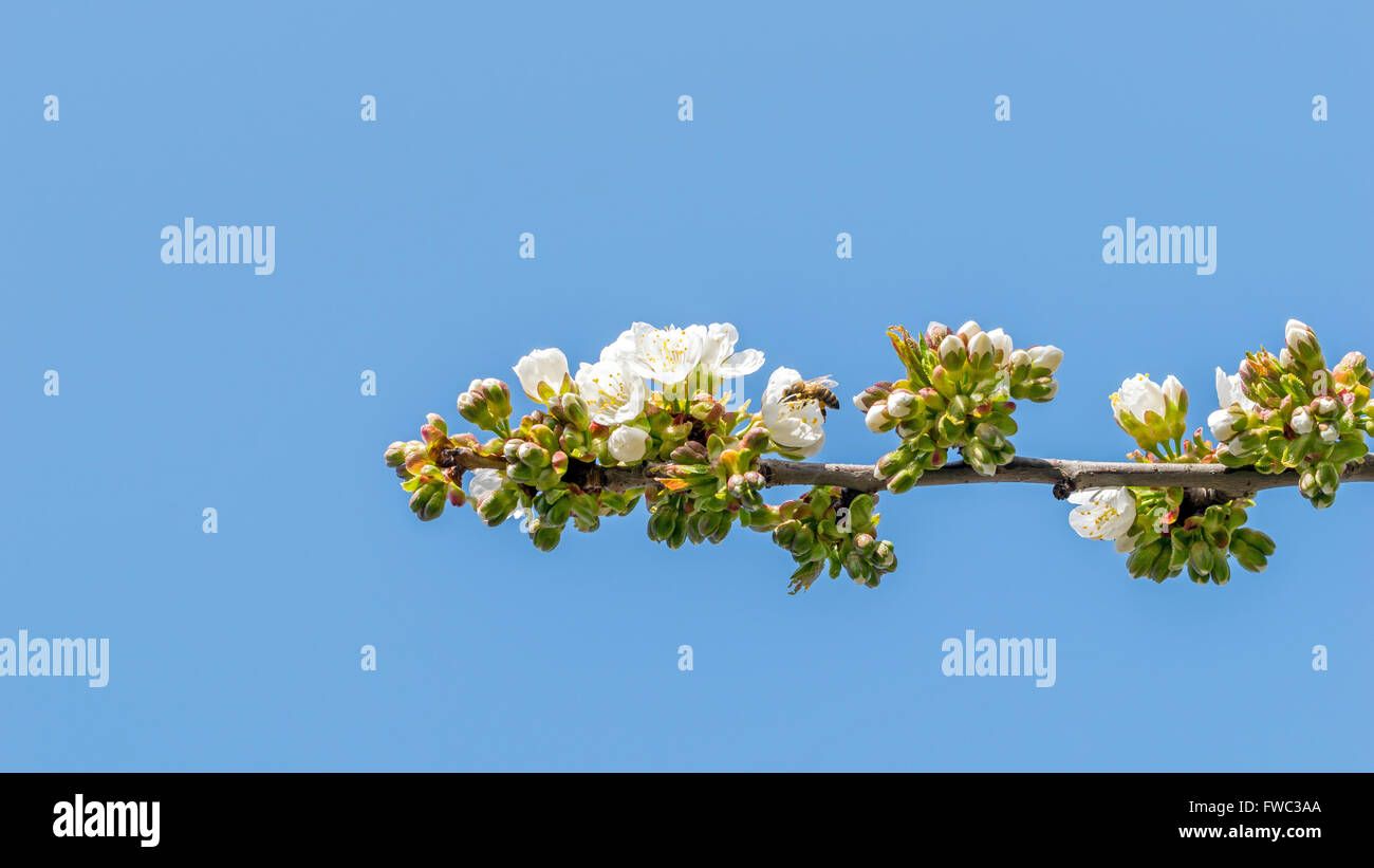Fleurs de cerises aigres, en vertu de la pollinisation Banque D'Images
