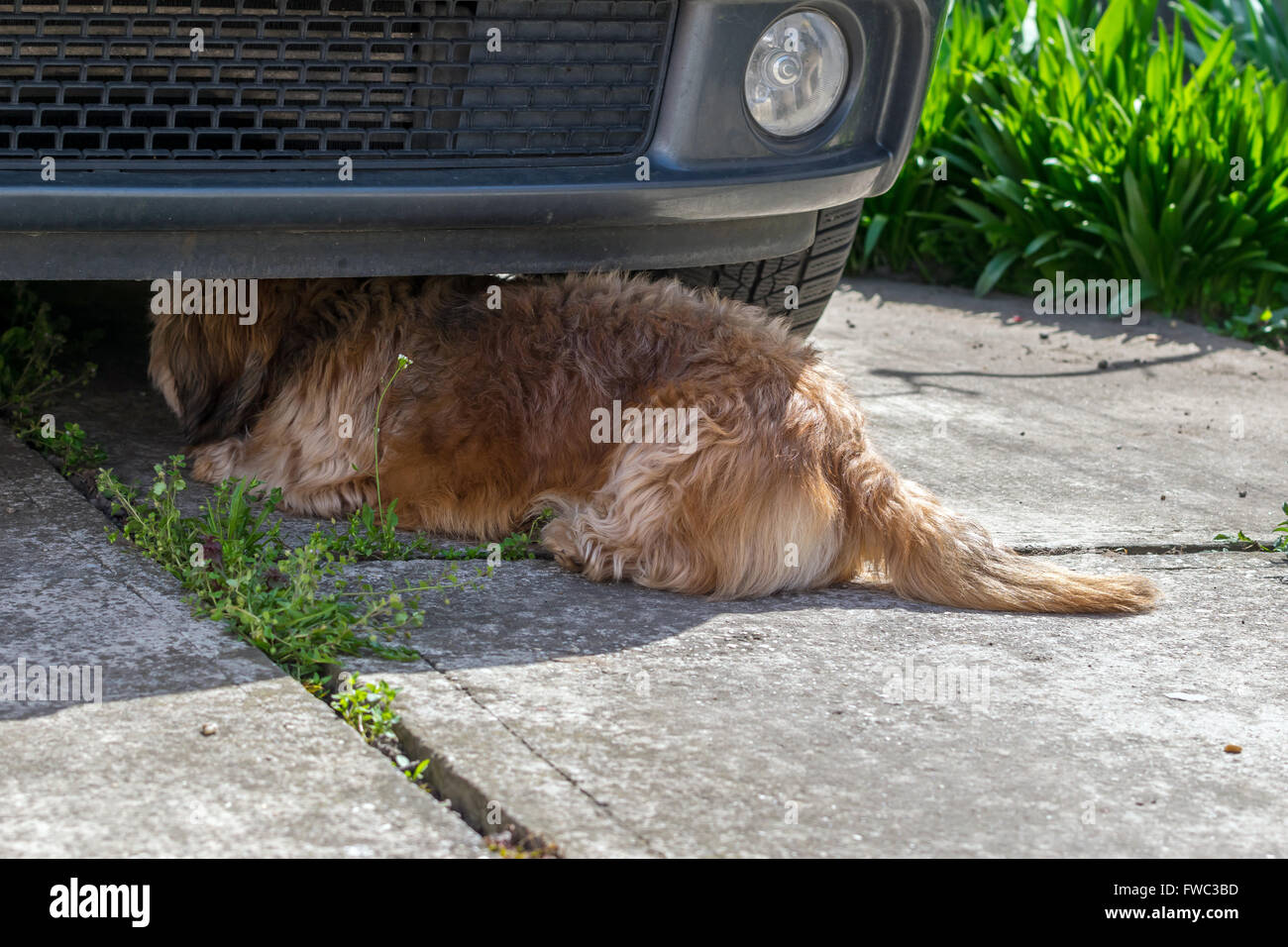 Fluffy chien sous une voiture Banque D'Images