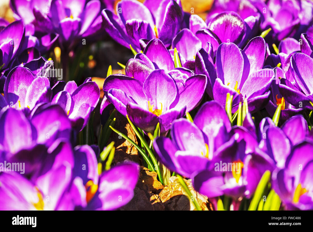 Crocus (safran) dans un jardin Banque D'Images