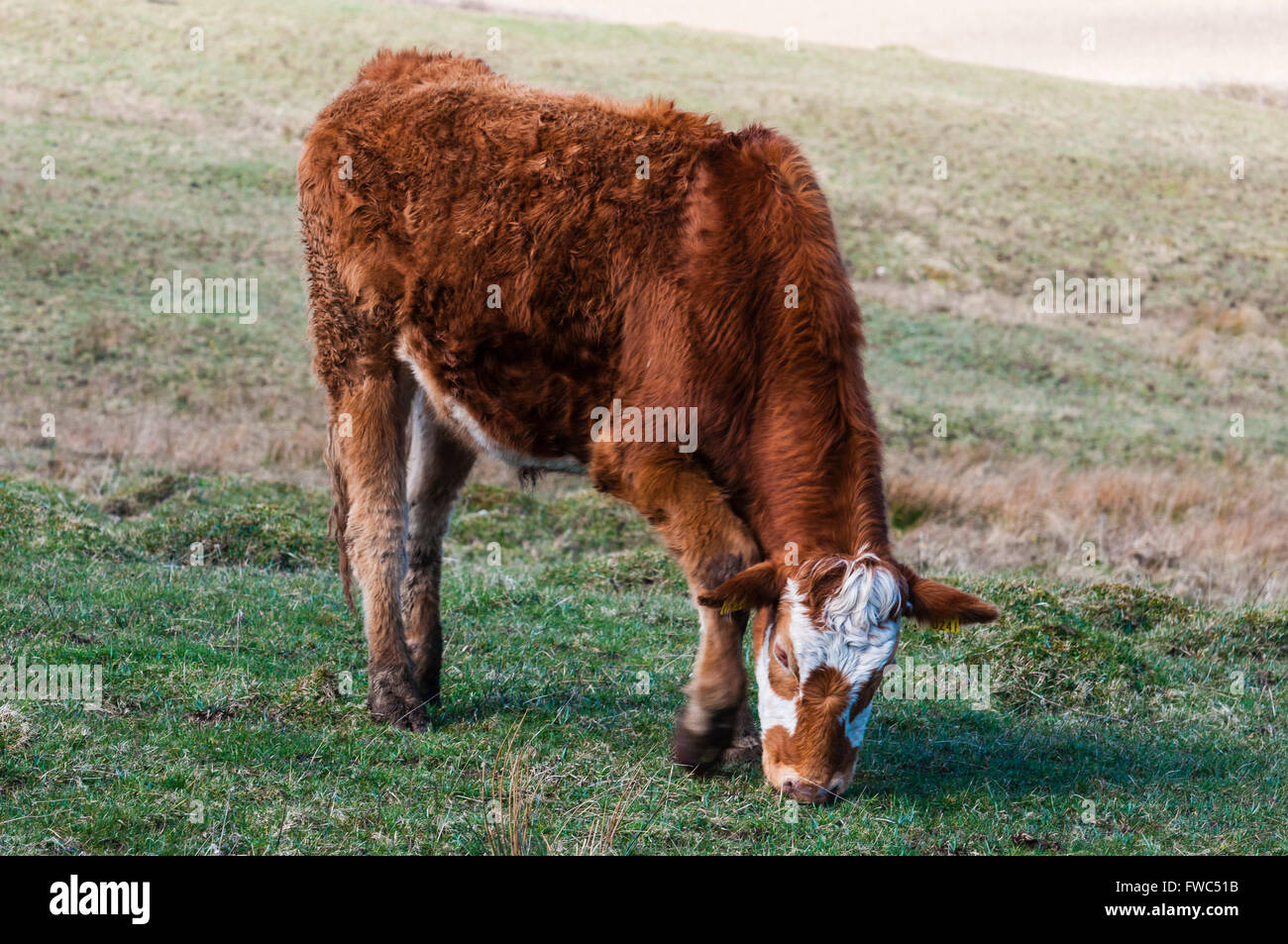 Le pâturage des vaches Hereford dans un champ ouvert. Banque D'Images