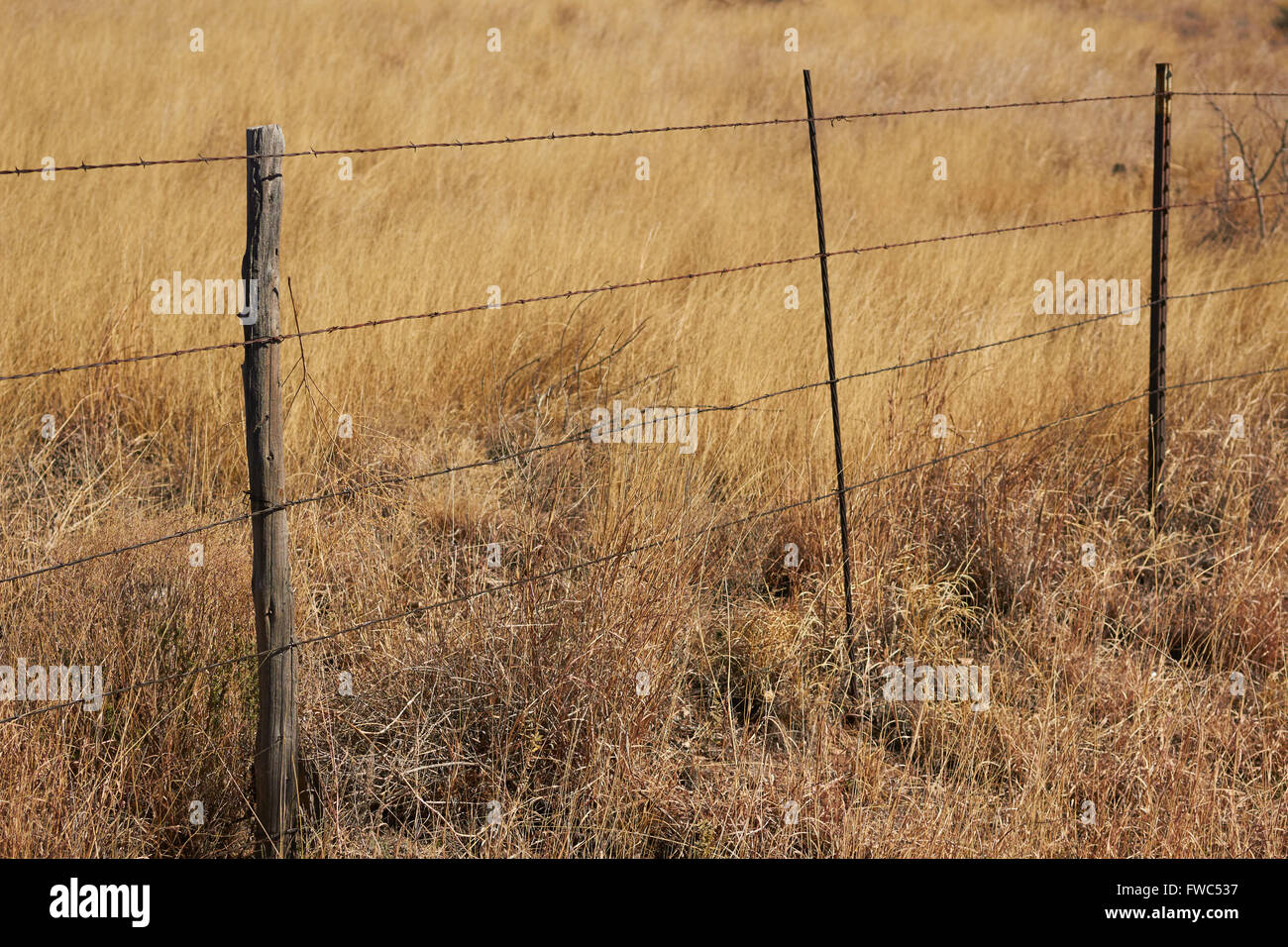 Les Prairies, parfois appelé 'parcours ou la gamme,' près de Marathon, Texas, États-Unis Banque D'Images
