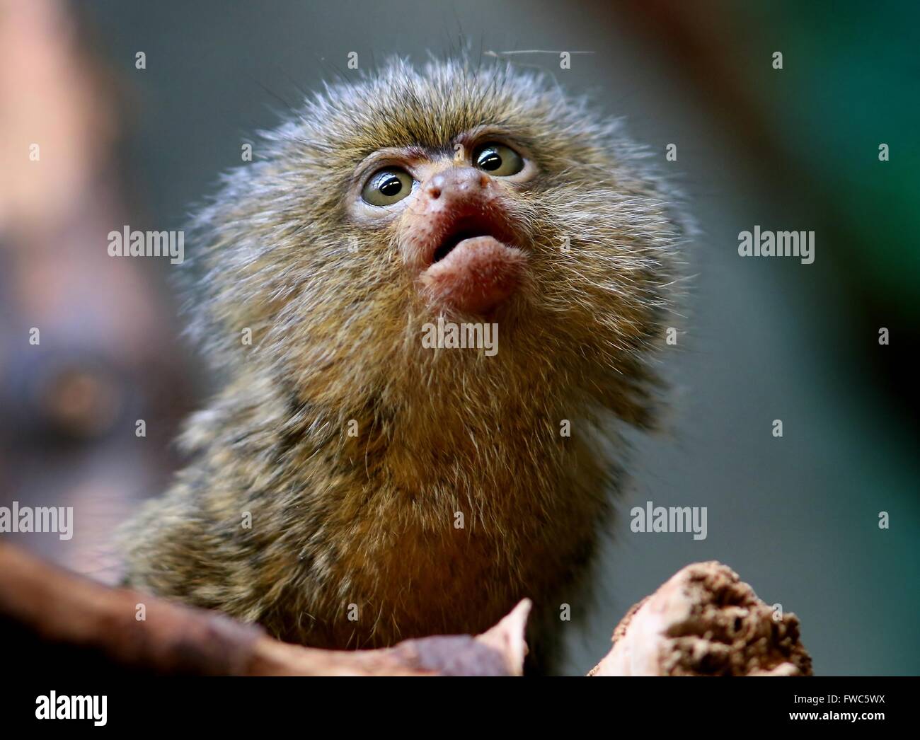 Callithrix Baby Banque D Image Et Photos Alamy
