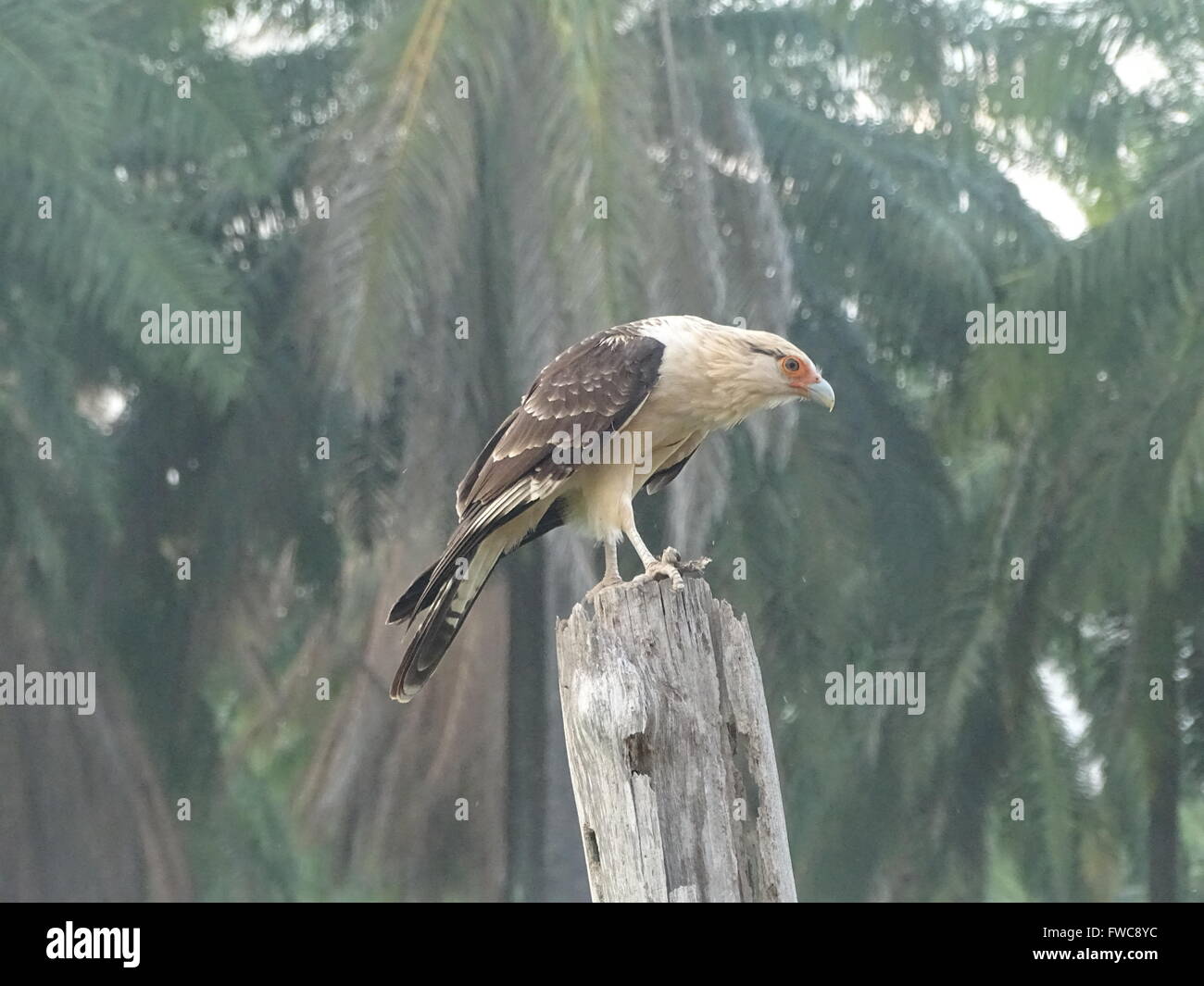 Les oiseaux de proie au Costa Rica Banque D'Images